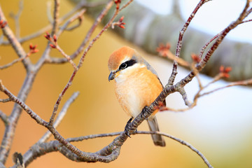 Bull-headed shrike male in Japan