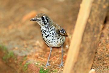 Spot-winged Ground Thrush in Sri lanka