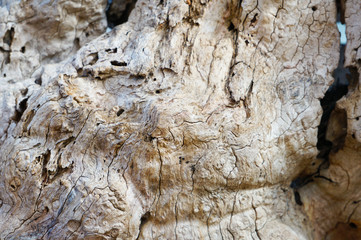 bark texture