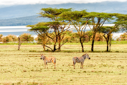 Fototapeta Zebra