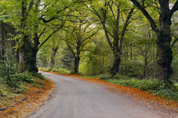Autumnal countryside road , Vidzeme, Latvia