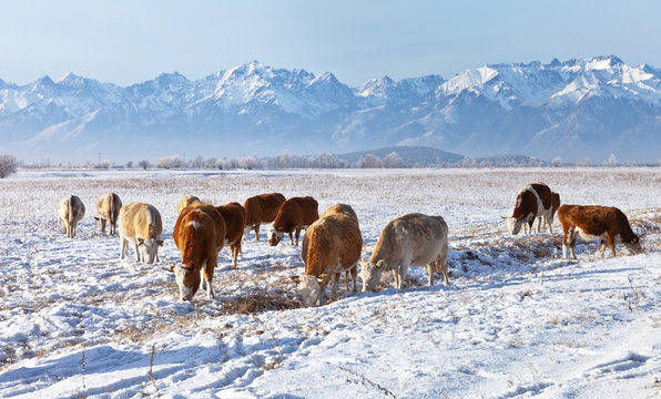 Cows graze in an ecologically clean area in winter