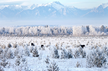 Oriental New Year. Winter, mountains, trees, horses