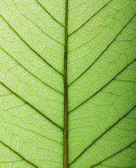 Naklejka na ściany i meble Green leaf macro background