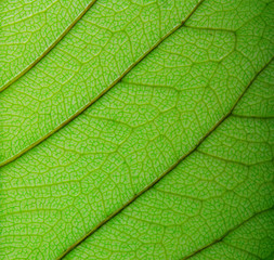 Green leaf macro background