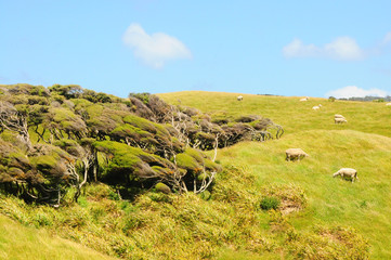 Obraz premium New Zealand inshore landscape