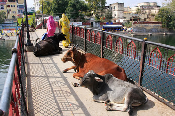 Koeien die op een brug liggen, Udaipur, India