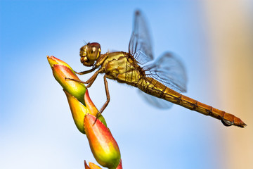 dragonfly live in nature