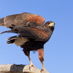 Harris Hawk