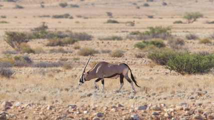 Gemsbok antelope (Oryx gazella)