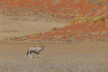 Gemsbok antelope (Oryx gazella)