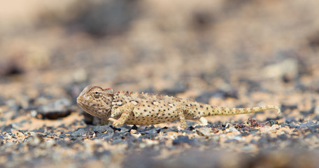 Namaqua Chameleon hunting in the Namib desert