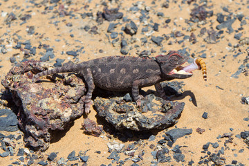 Namaqua Chameleon hunting in the Namib desert