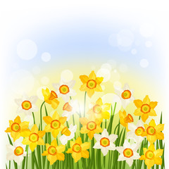 Spring flowers narcissus natural background.