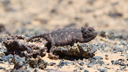 Namaqua Chameleon hunting in the Namib desert