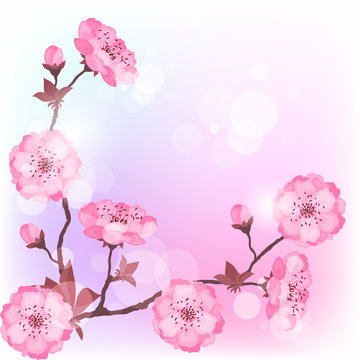 Spring cherry flowers natural background.