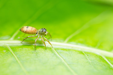 Spider in green nature background