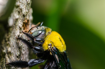 Carpenter bee in the nature