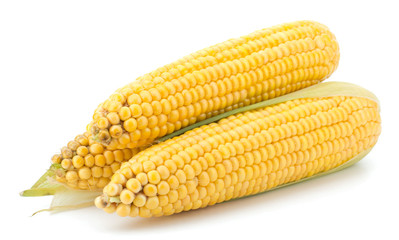 Fresh raw corn cobs isolated on the white background