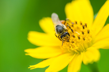 Bee in the nature