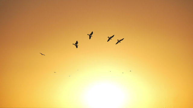 V&ouml;gel fliegen im Sonnenuntergang