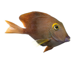 Side view of a Kole Tang, Ctenochaetus strigosus, isolated