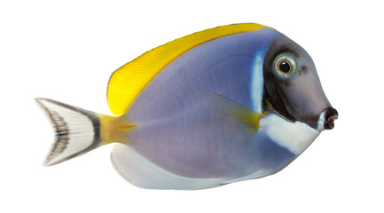 Side view of a Powder blue tang, Acanthurus leucosternon
