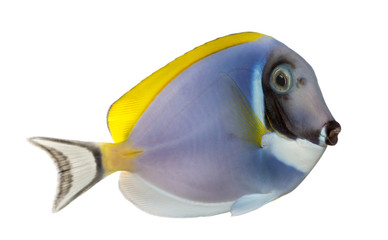 Naklejka premium Side view of a Powder blue tang, Acanthurus leucosternon
