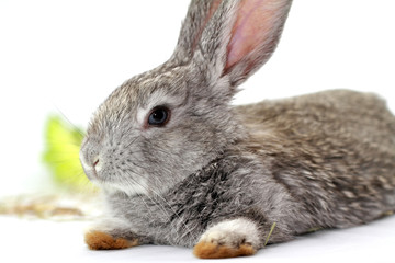 Gray rabbit