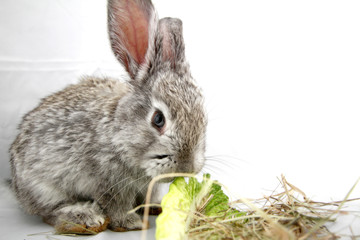 Gray rabbit