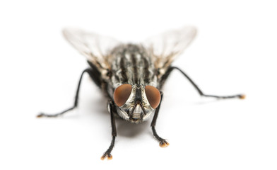 Flesh fly viewed from up high, Sarcophagidae, isolated on white