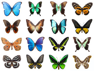 Fototapeta premium Tropical butterflies