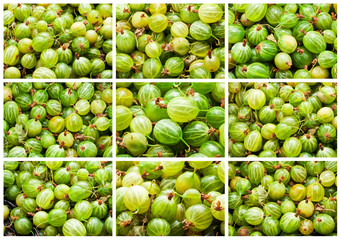 Gooseberries