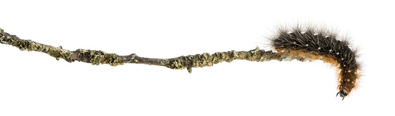 Side view of a Moth caterpillar at the end of a branch