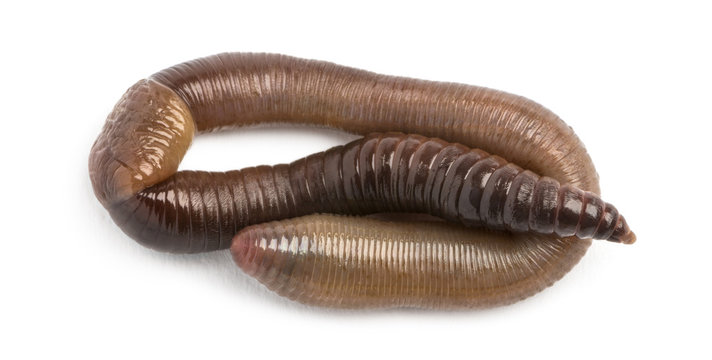 Common earthworm viewed from up high, Lumbricus terrestris