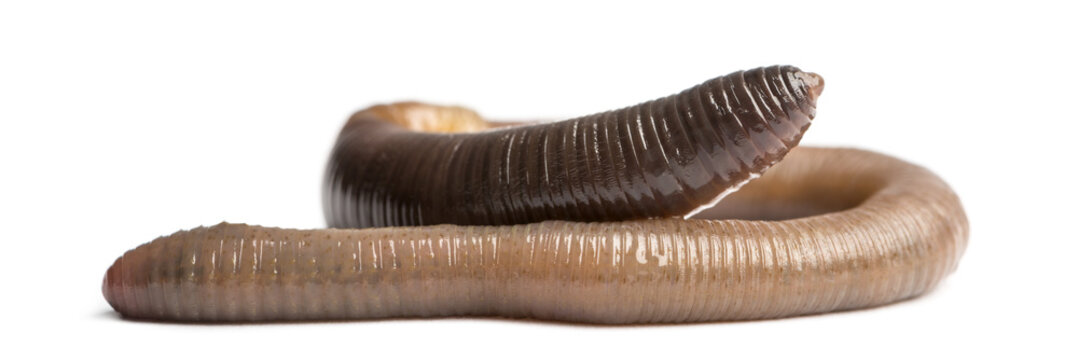Common earthworm, Lumbricus terrestris, isolated on white