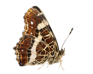 Side view of a Map butterfly landed on the ground