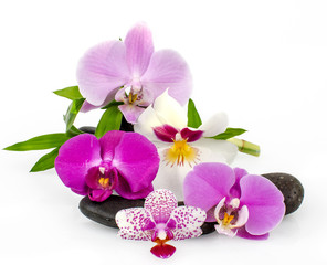 Wellness Concept: orchids, bamboo and black stones