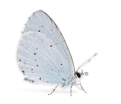 Side view of a Holly Blue landed on the ground