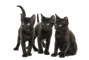 Group of three Black kittens looking in the same direction