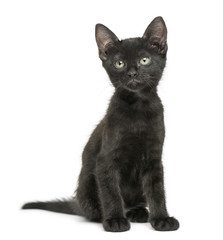 Black kitten sitting, looking up, 2 months old, isolated