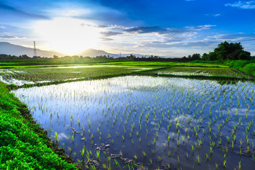 Young rice field with mountain sunset background