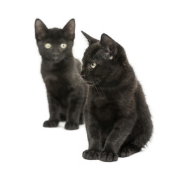 Two Black kittens sitting, 2 months old, isolated on white