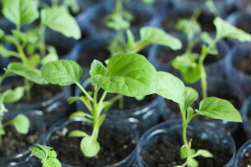 Aaubergine sprouts