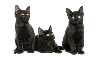 Three Black kittens looking away, 2 months old, isolated