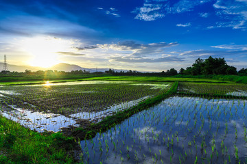 Young rice field with mountain sunset background
