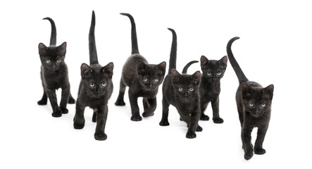 Front view of Group Black kitten walking in the same direction