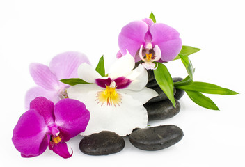 Wellness Concept: orchids, bamboo and black stones