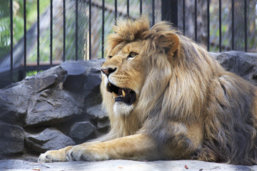 Beautiful lion with open mouth in the aviary.