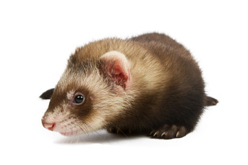 Ferret